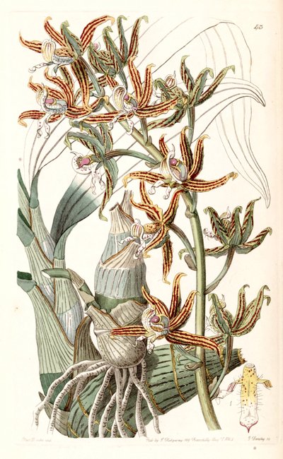 Mormodes lineata by Miss Drake